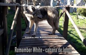 wolfdog o perro lobo ártico
