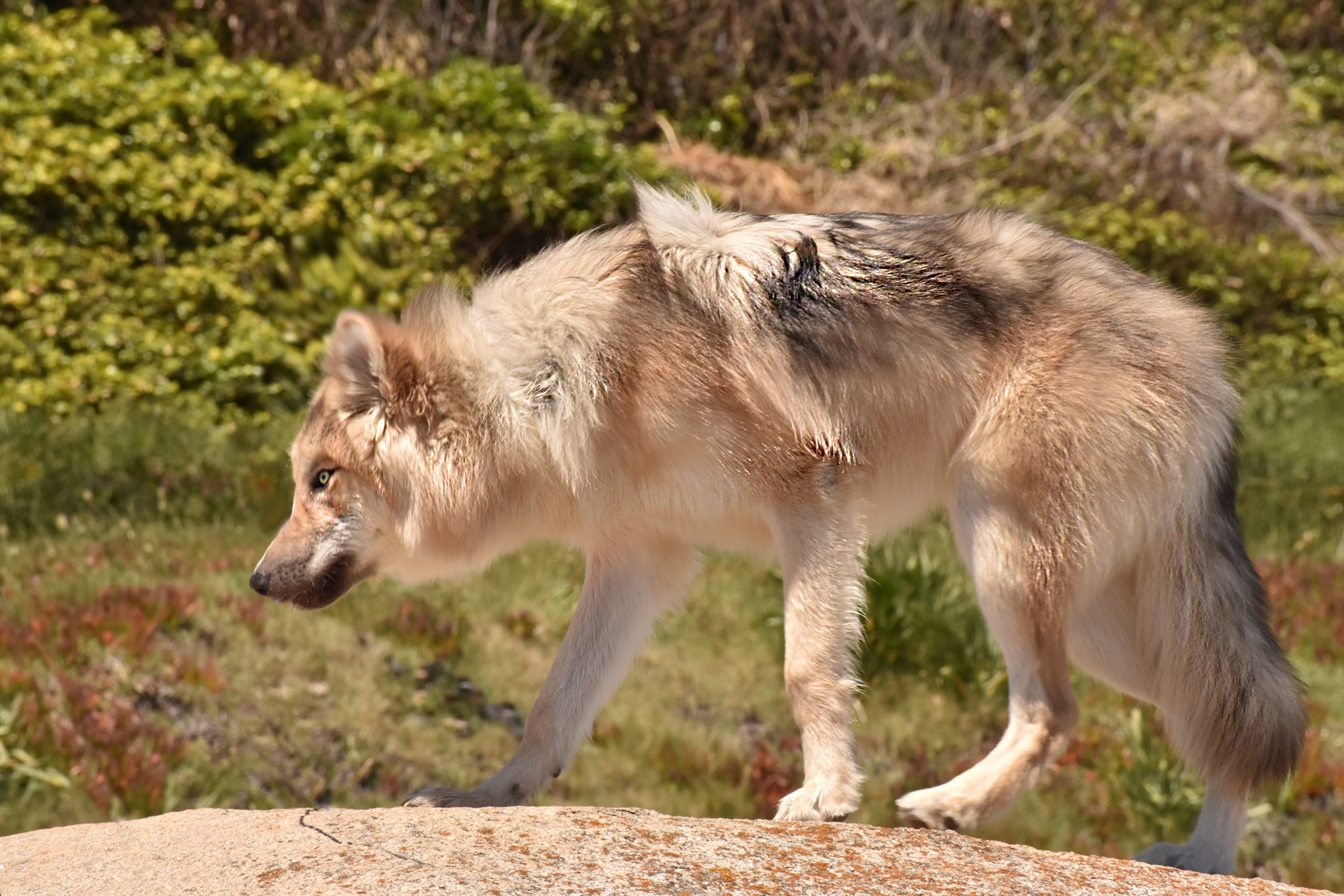 Wolfdog con distintos Porcentajes de Lobo – Perro Lobo Remember White –  Wolfdog